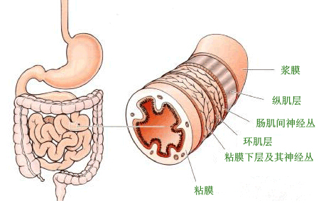 糜烂性胃炎
